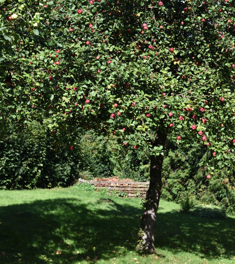 Obstbaumschnitt Baumpflege Brühl